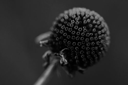 Dying Globosa Billy Button Craspedia Flower (Gray Photo)