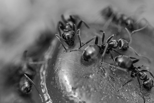 Excited Carpenter Ants Feasting Among Sugary Food Source (Gray Photo)