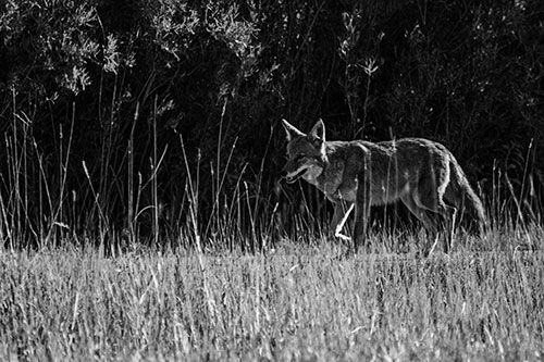 Exhausted Coyote Strolling Along Sidewalk (Gray Photo)