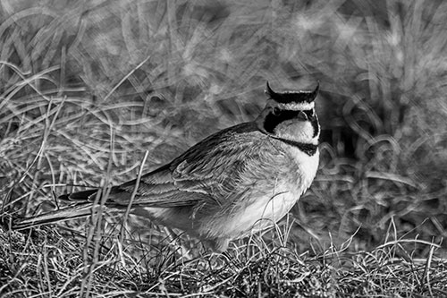 Eye Contact With A Horned Lark (Gray Photo)