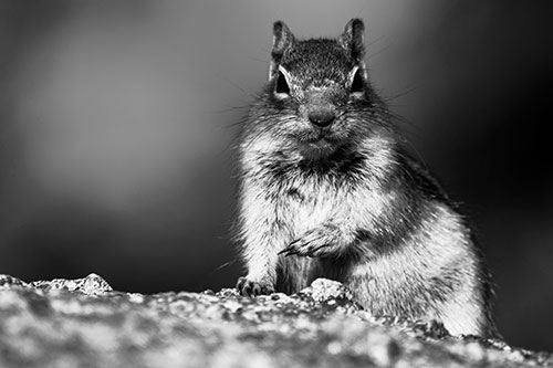 Eye Contact With Wild Ground Squirrel (Gray Photo)
