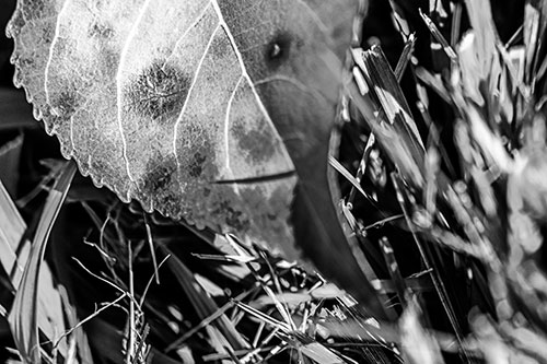 Eye Winking Shadow Smirking Leaf Face (Gray)