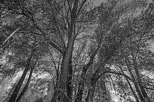 Fall Changing Autumn Tree Canopy Color (Gray Photo)