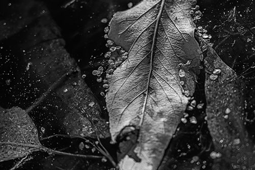 Fallen Autumn Leaf Face Rests Atop Ice (Gray Photo)