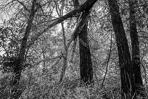 Fallen Forest Tree Trunks Among Sunlight (Gray Photo)