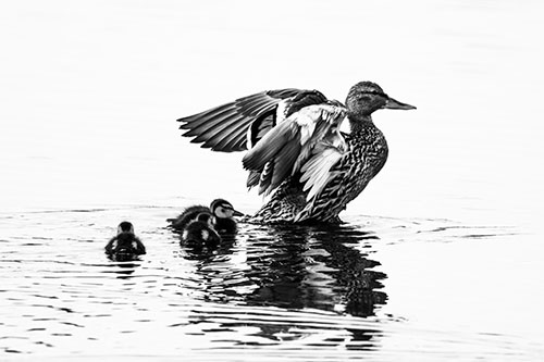 Family Of Ducks Enjoying Lake Swim (Gray Photo)