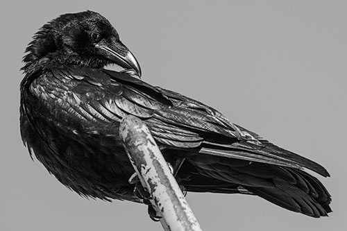 Feather Cleaning Raven Perched Atop Rusted Rail (Gray)