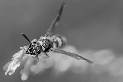 Feisty Wasp Gazes Upwards Among Plant Top (Gray)