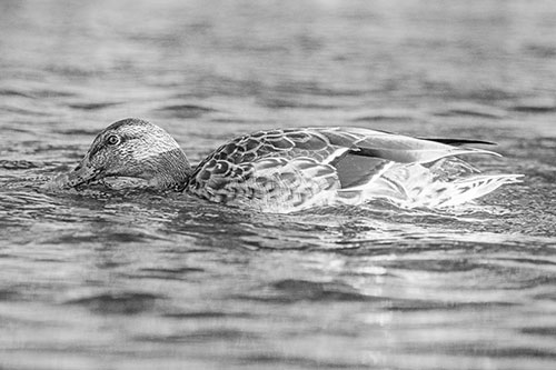 Female Mallard Duck Feasting Among River Water (Gray)