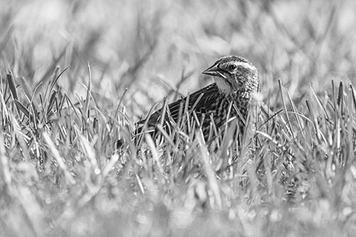 Female Red Winged Blackbird Taking Gander Among Grass (Gray)