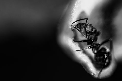 Fire Ant Milking Aphid Among Milkweed Leaf (Gray)