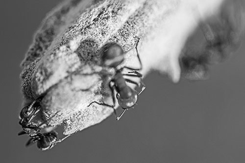 Fire Ants Crawling Among Milkweed Pod (Gray)