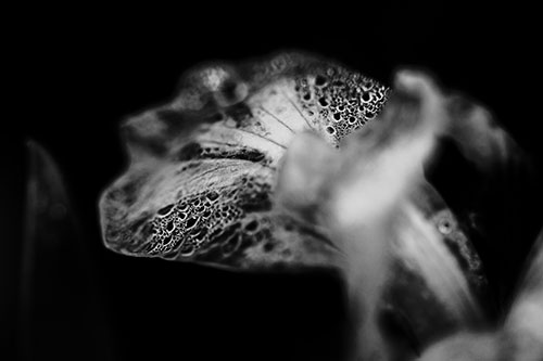 Fish Faced Dew Covered Iris Flower Petal (Gray Photo)