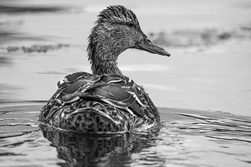 Floating Female Mallard Duck Glancing Sideways (Gray Photo)