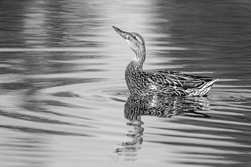 Floating Mallard Duck Watches Dragonfly Buzzing Above (Gray)