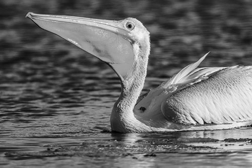 Floating Pelican Swallows Fishy Dinner (Gray Photo)