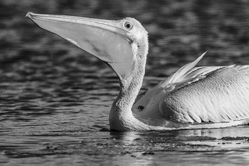 Floating Pelican Swallows Fishy Dinner (Gray)