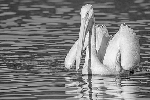 Floating Wing Spread Pelican Hunting For Fishy Breakfast (Gray)