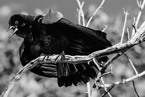 Fluffy Red Winged Blackbird Singing Among Curving Branch (Gray)