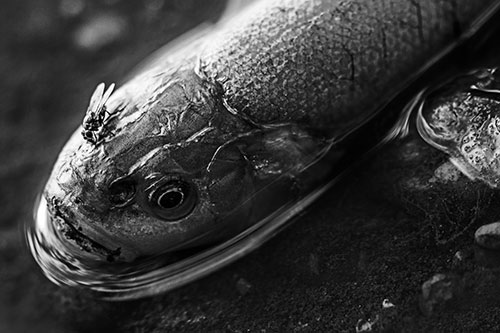 Fly Feasts Among Freshwater Whitefish Eyeball (Gray Photo)