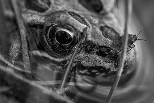 Fly Standing Atop Leopard Frogs Nose (Gray Photo)