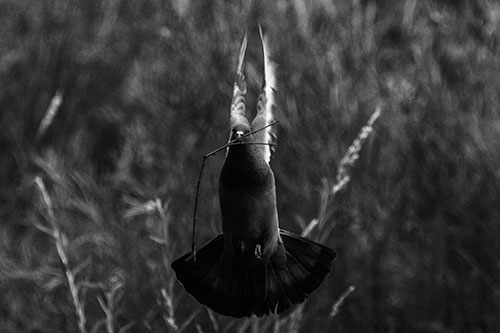 Flying Pigeon Carries Stick In Mouth (Gray)
