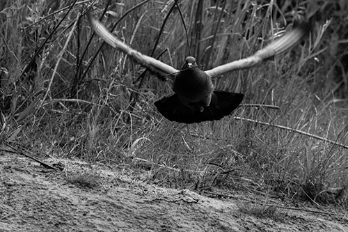 Flying Pigeon Collecting Nest Sticks (Gray)