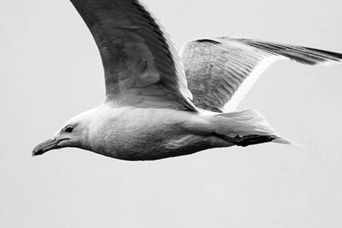 Flying Seagull Close Up During Flight (Gray Photo)