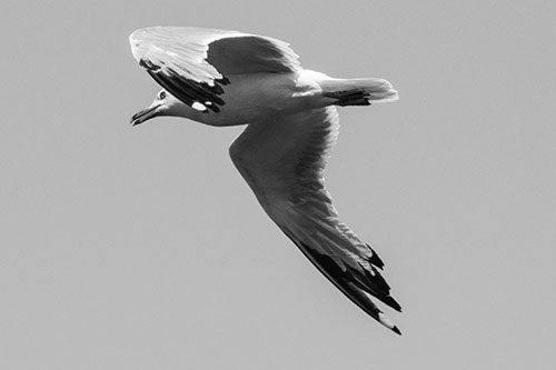 Flying Seagull Searching For Fishy Breakfast (Gray)