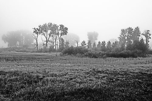 Fog Lingers Beyond Tree Clusters (Gray Photo)