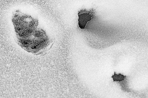 Footprint Eye Snow Face Atop Rock Surface (Gray)
