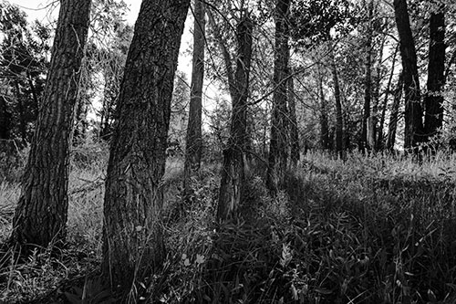 Forest Tree Trunks Blocking Sunlight (Gray Photo)