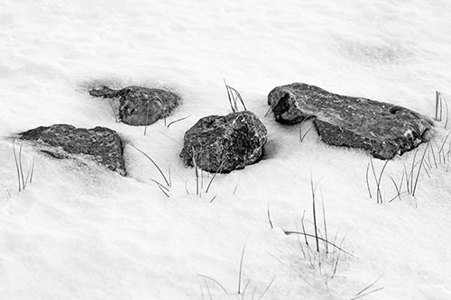 Four Big Rocks Buried In Snow (Gray Photo)