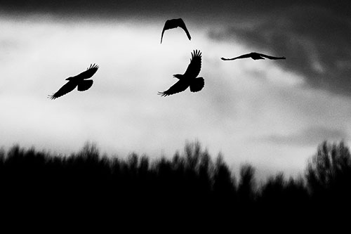 Four Crows Flying Above Trees (Gray Photo)