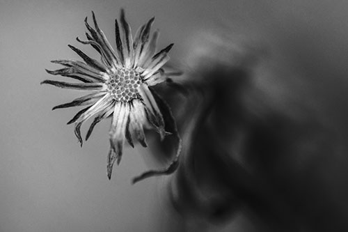 Freezing Aster Flower Shaking Among Wind (Gray Photo)