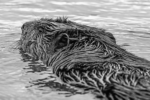 Frightened Beaver Swims Upstream River (Gray Photo)