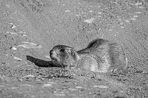 Frightened Russet Ground Squirrel Crouching Atop Dirt Mound (Gray)