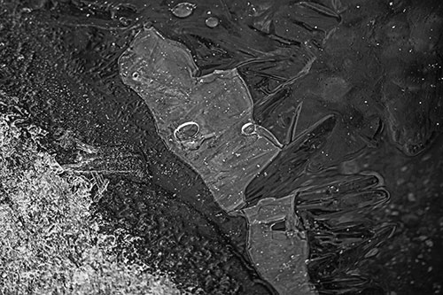Frozen Bubble Eyed Ice Face Figure Along River Shoreline (Gray Photo)