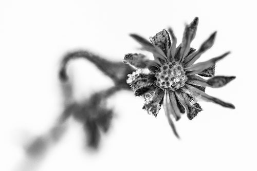 Frozen Ice Clinging Among Bending Aster Flower Petals (Gray Photo)