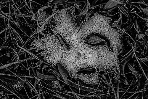 Frozen Leaf Eyed Snow Face Among Frosty Grass (Gray)