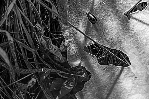 Frozen Protruding Grass Bladed Ice Face (Gray Photo)