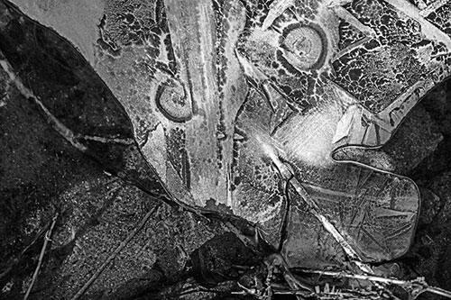 Frozen Spiral Eyed Stick Nosed Ice Face Along Shore (Gray)