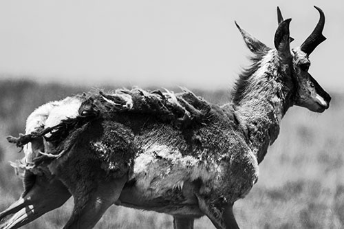 Fur Shedding Pronghorn Walking Along Grass (Gray Photo)