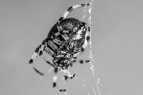 Furrow Orb Weaver Spider Descends Down Web (Gray Photo)