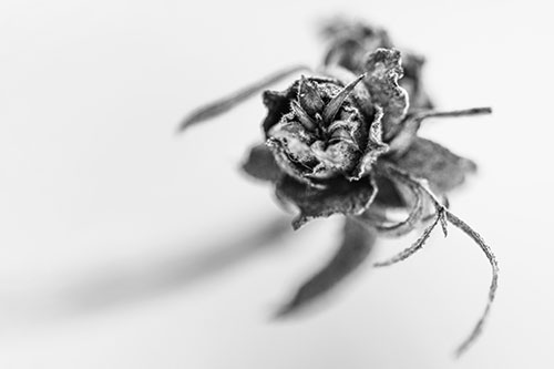 Fuzzy Blossoming Willow Cone Gall Midge (Gray Photo)