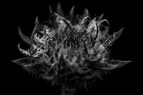 Fuzzy Sunflower Bud Begins Blooming (Gray)