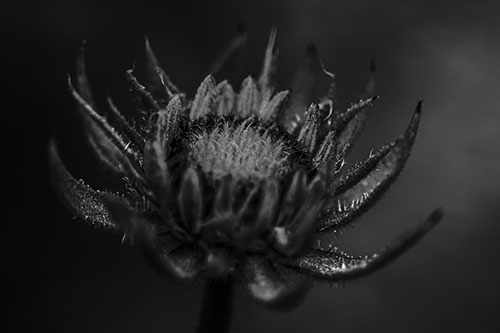 Fuzzy Unfurling Sunflower Bud Blooming (Gray Photo)