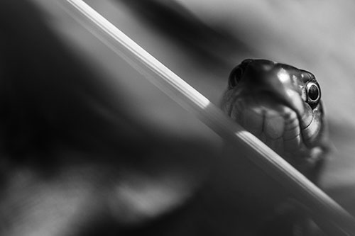 Garter Snake Peeking Head Over Dried Fescue Grass Blade (Gray)