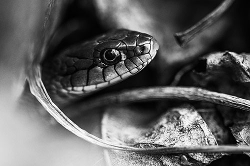 Garter Snake Peeking Out Dirt Tunnel (Gray Photo)
