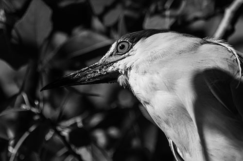 Gazing Black Crowned Night Heron Among Tree Branches (Gray Photo)